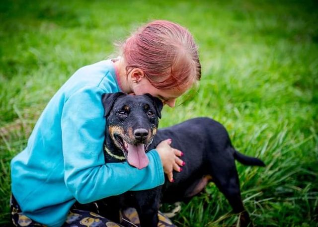 Wspaniały psiak w typie rasy Niemiecki Terrier Myśliwski czeka na Dom!