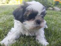 Chłopak shih tzu