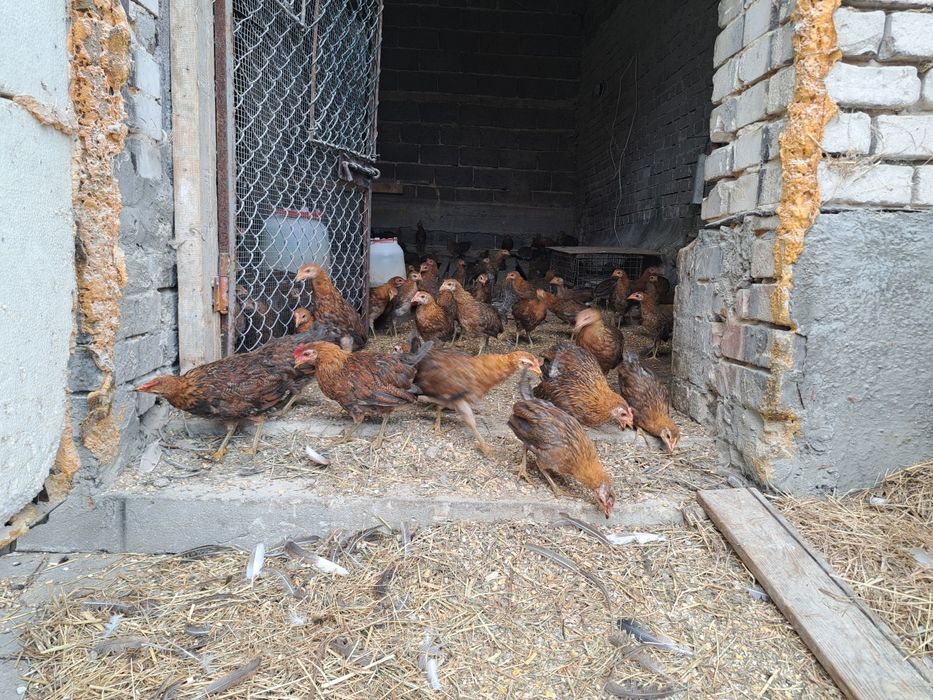 Kury zielononóżki czystorasowe 100% / kurki koguciki rasowe