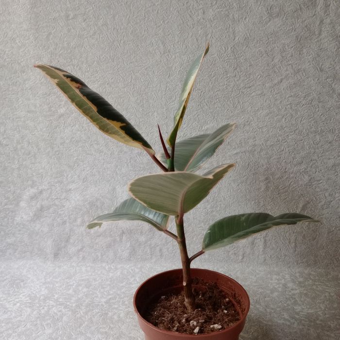 Фікус 'Беліз' (Ficus 'Belize'), 30 см. ОЛХ-доставка/самовивіз

Продам