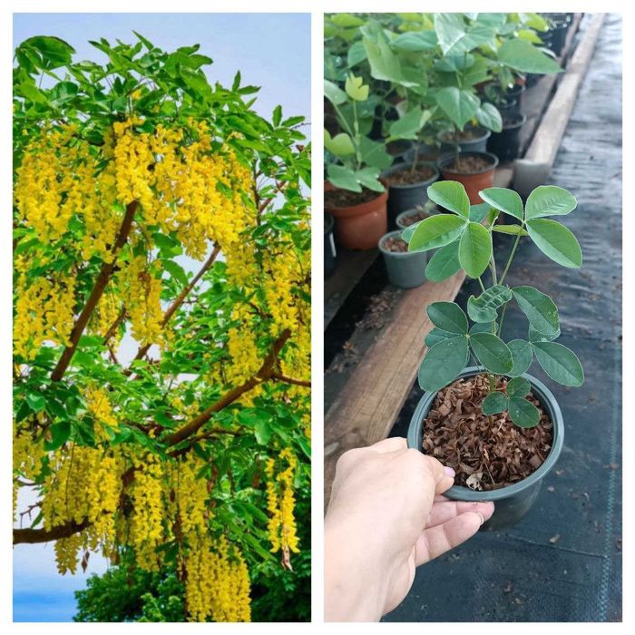 Бобовник (Золотий дощ) - Бересклет - Гліцинія Р9