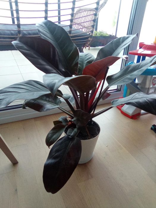 kwiat doniczkowy doniczkowy Filodendron PINK PRINCESS