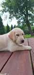 Pies labrador retriever