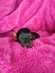 Yorkshire terrier suczka do rezerwacji