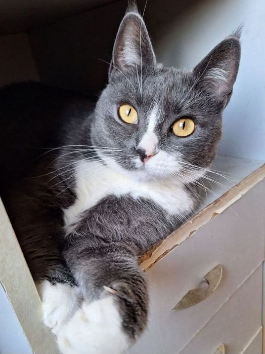 Стерилизованная пепельная кошка ищет дом! 1 год