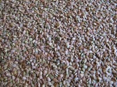 Seradela  saradela ekologiczna z certyfikatem