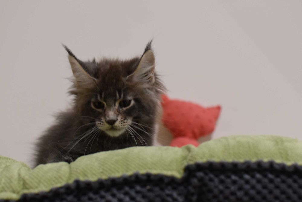 Мейн-кун кошенята від батька чемпіона України