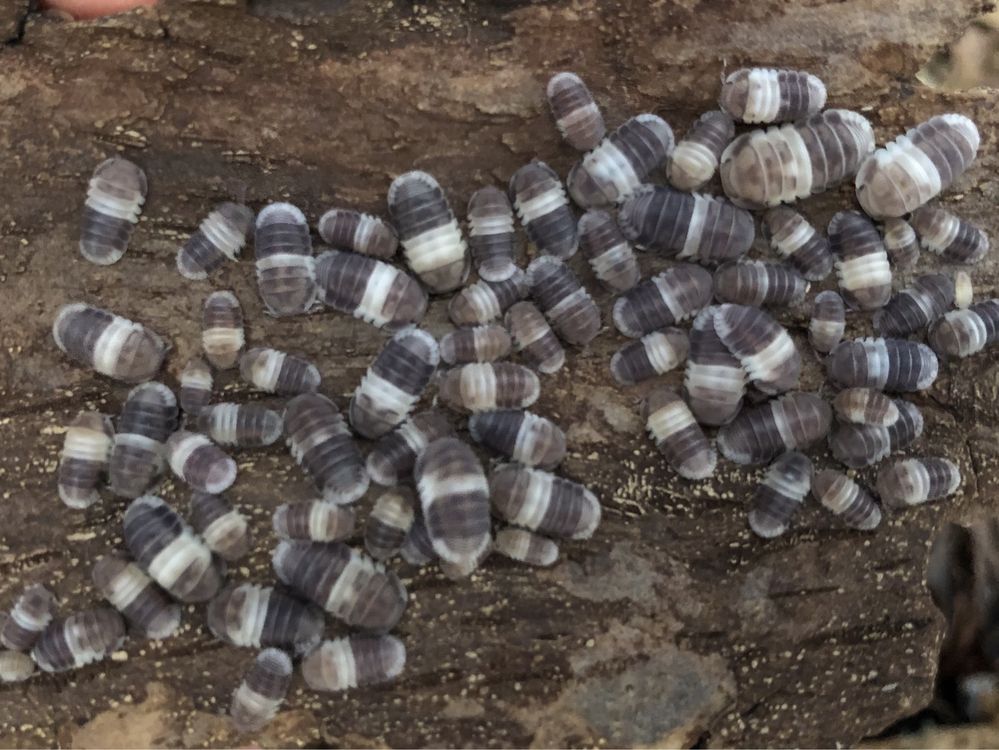 Cubaris sp. Panda King isopody