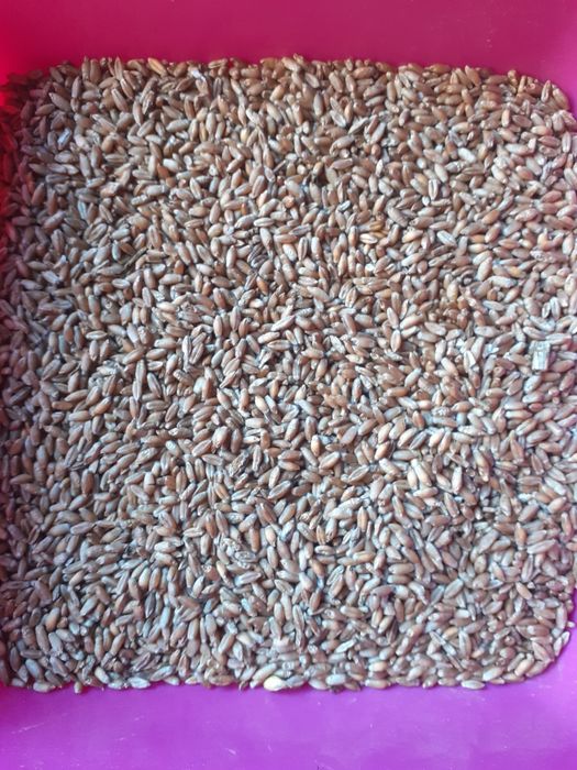 Pszenżyto ozime Rotondo