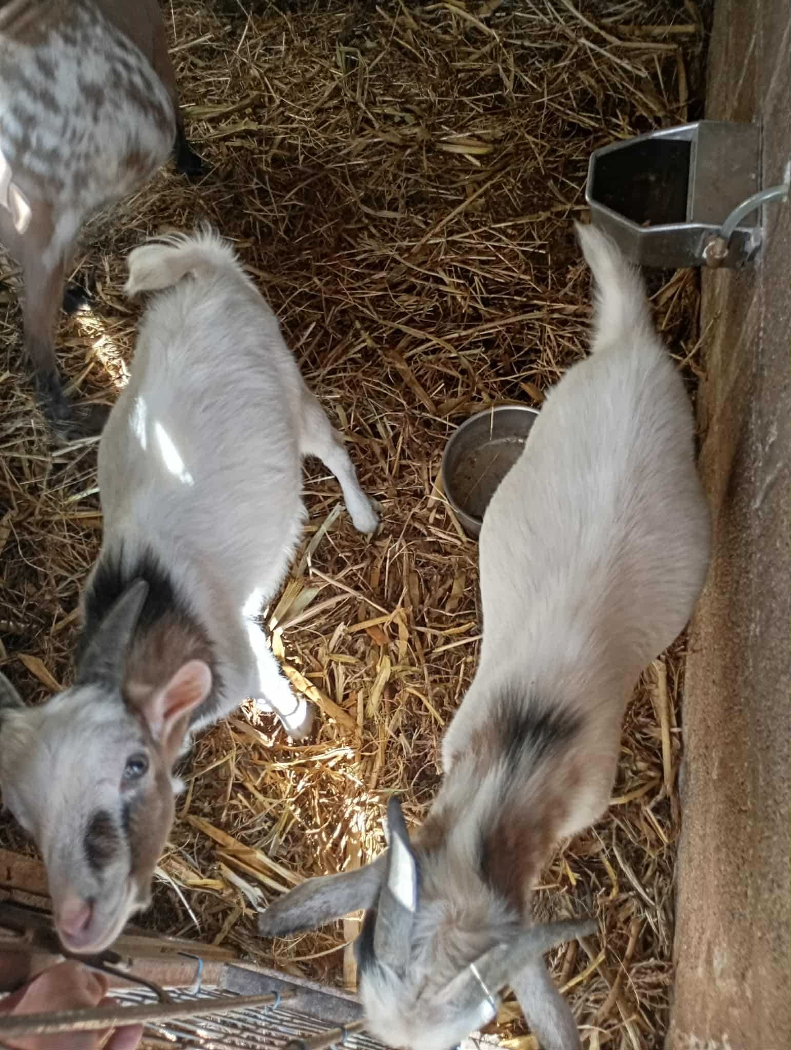 Vendo cabras muito boas