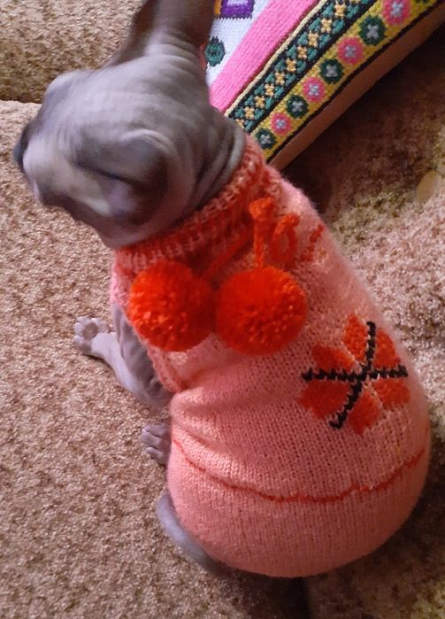 Продам одяг на сфінксів