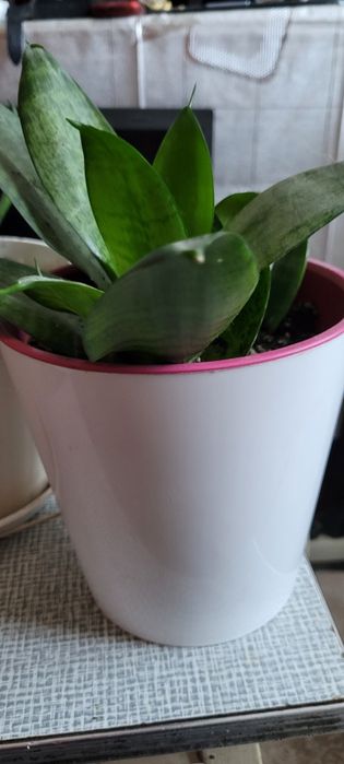 Продам комнатные цветы