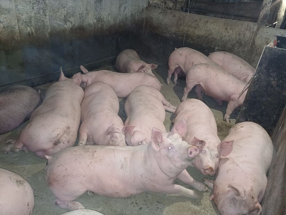 Свині мясної породи