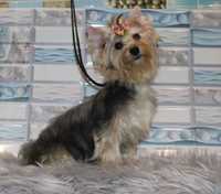 Yorkshire Terrier standardowa suczka