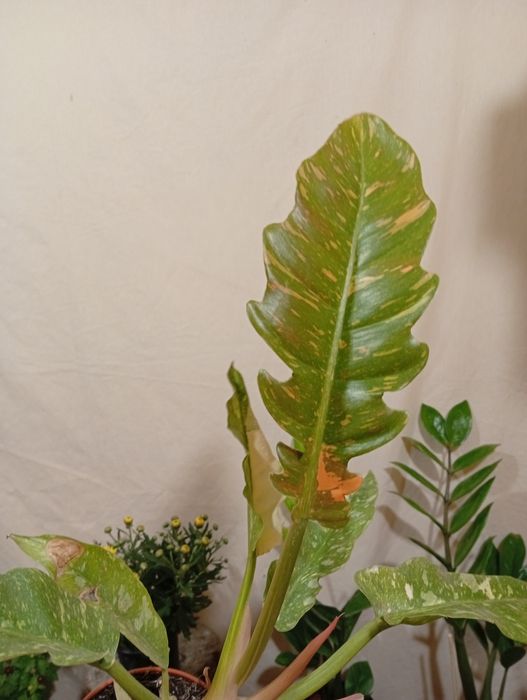 Филодендрон с пестрыми листьями ring of fire  ринг оф файер