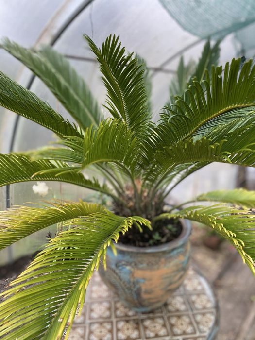 Продам вазон Цикас h70 см, діаметр 1 м