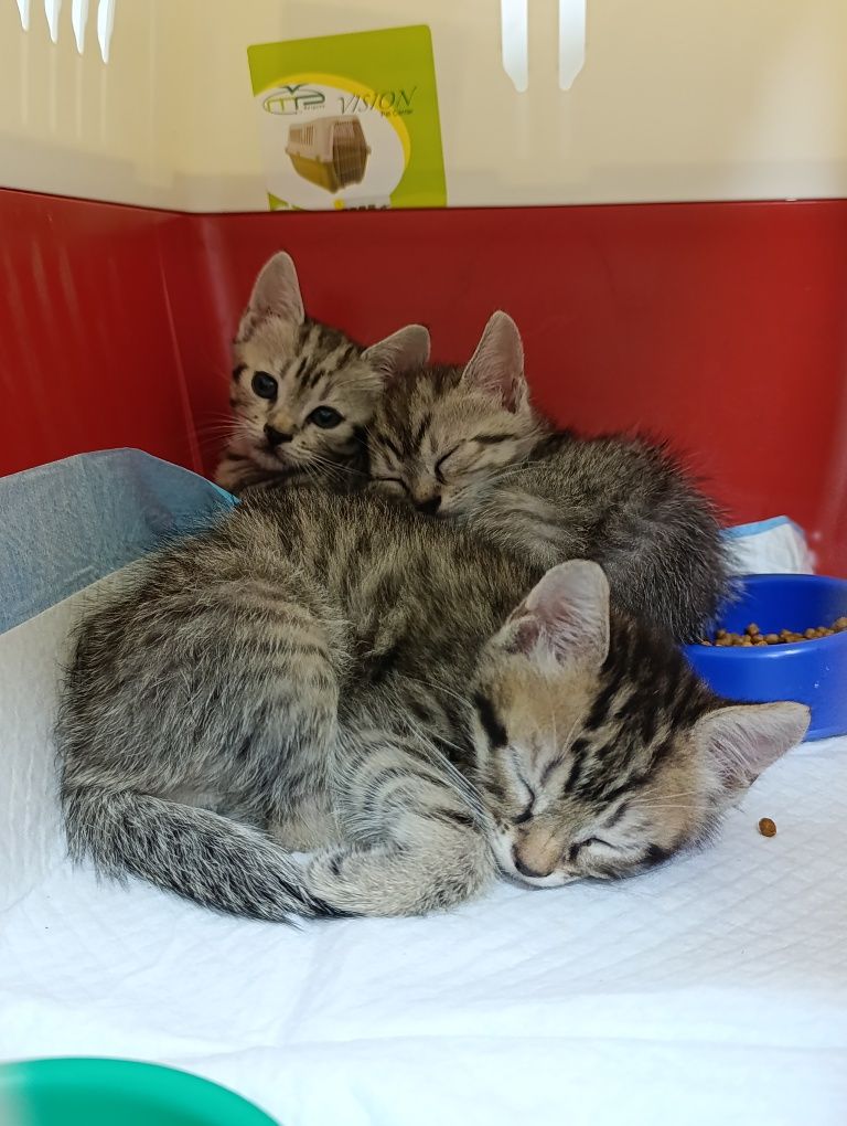 Кошенята в добрі руки