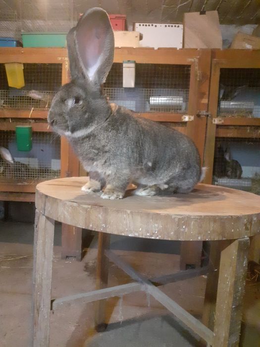 Olbrzym Belgijskie samczyki