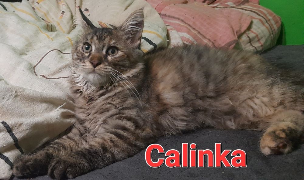 Sprzedam kocurka rasy Maine Coon urodzonego 16.05.2025,,Bursztyn,,
