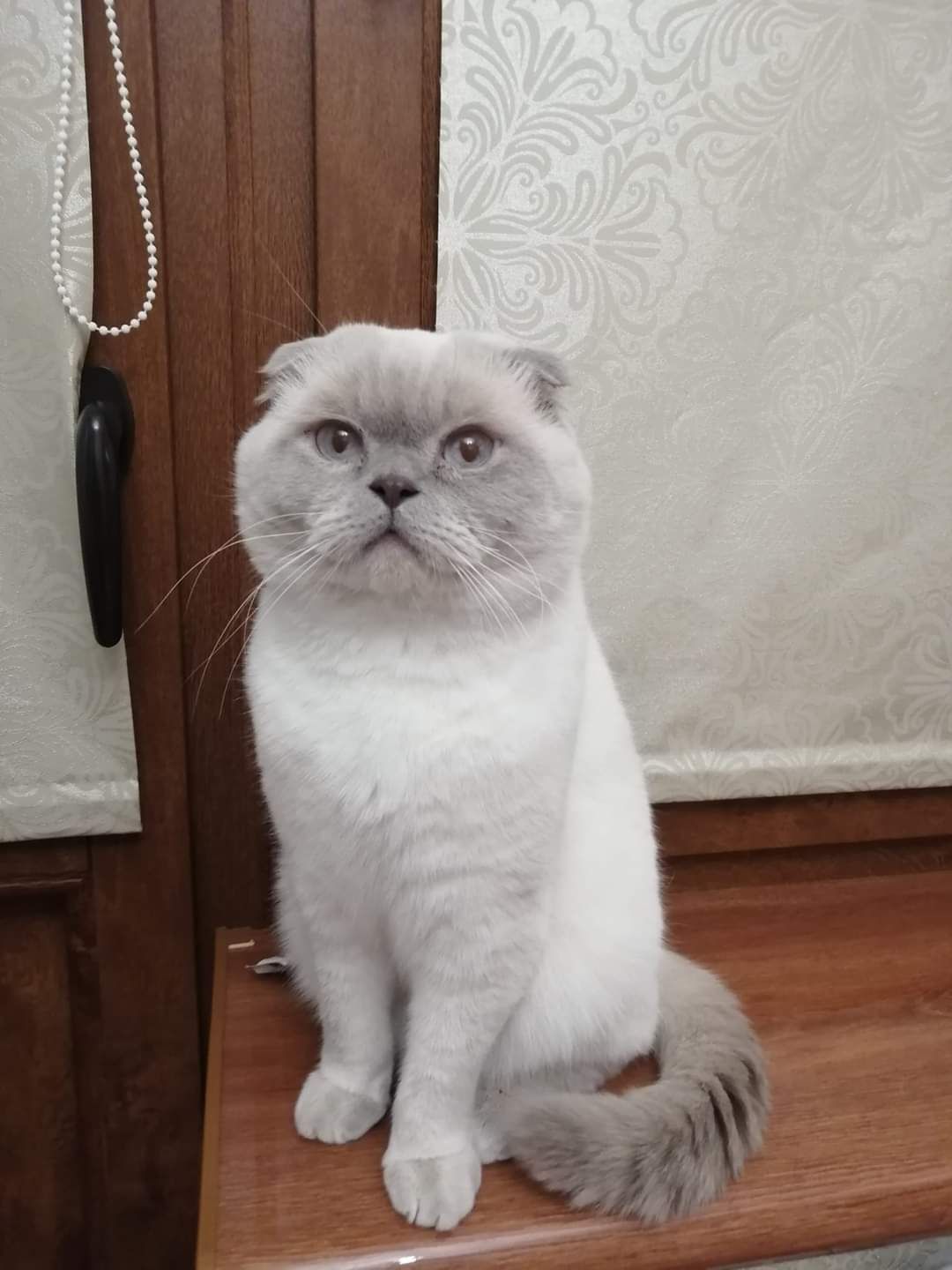 Ищем кошечку для котика