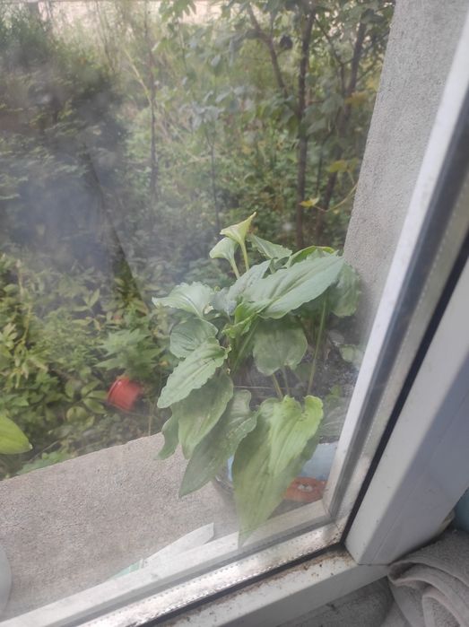 Віддам безкоштовно вазони з рослинами