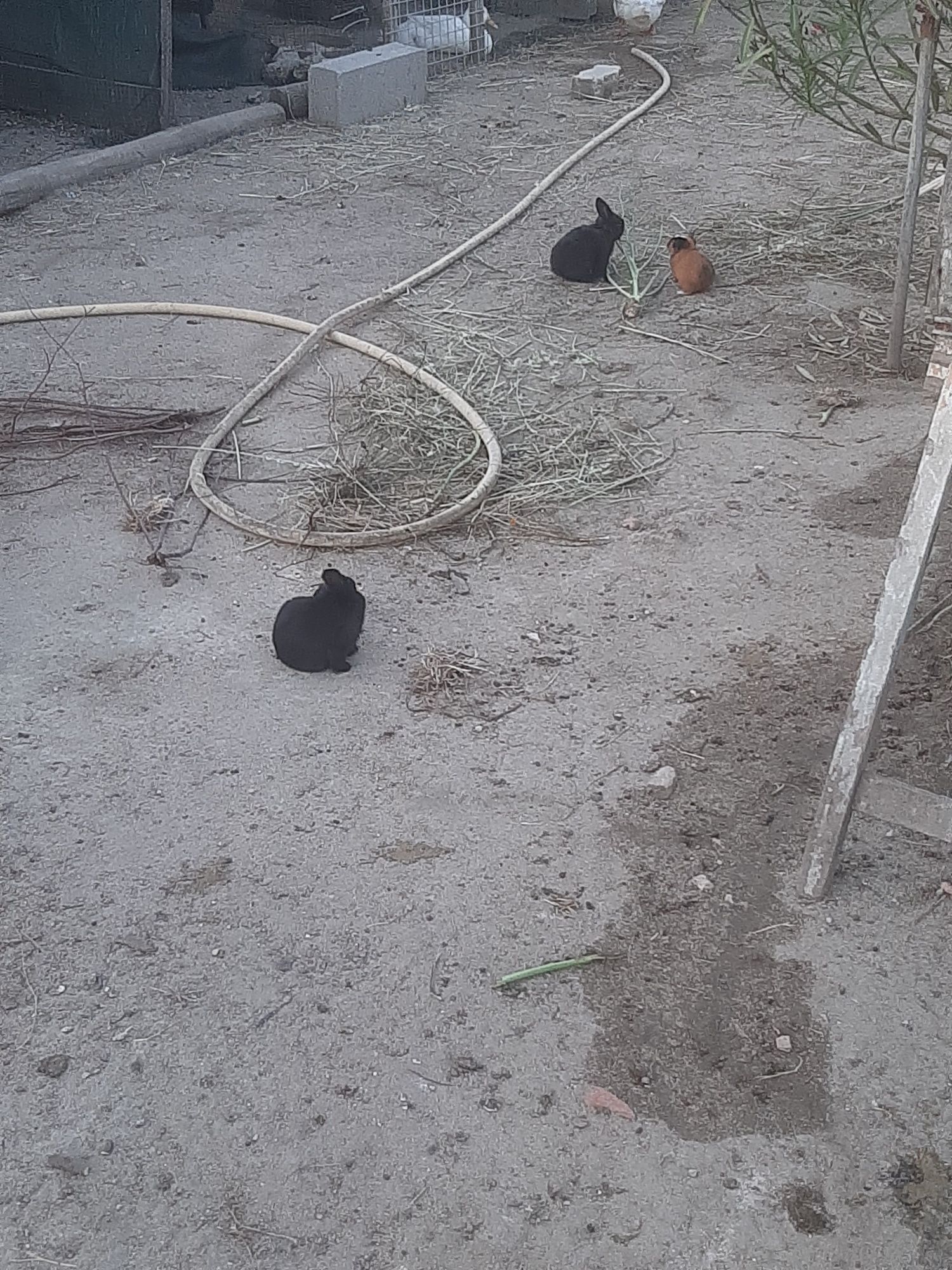 Coelhos de estimação