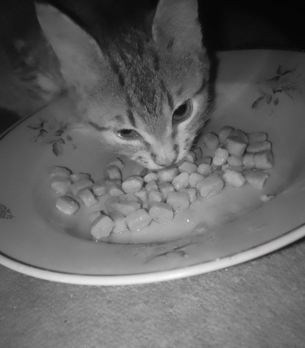 Маленький до 2х міс кошеня хлопчик