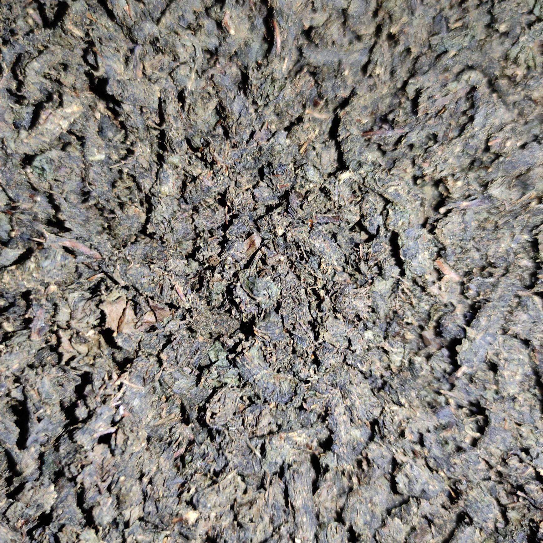 Чай из ферментованных листьев вишни черешни