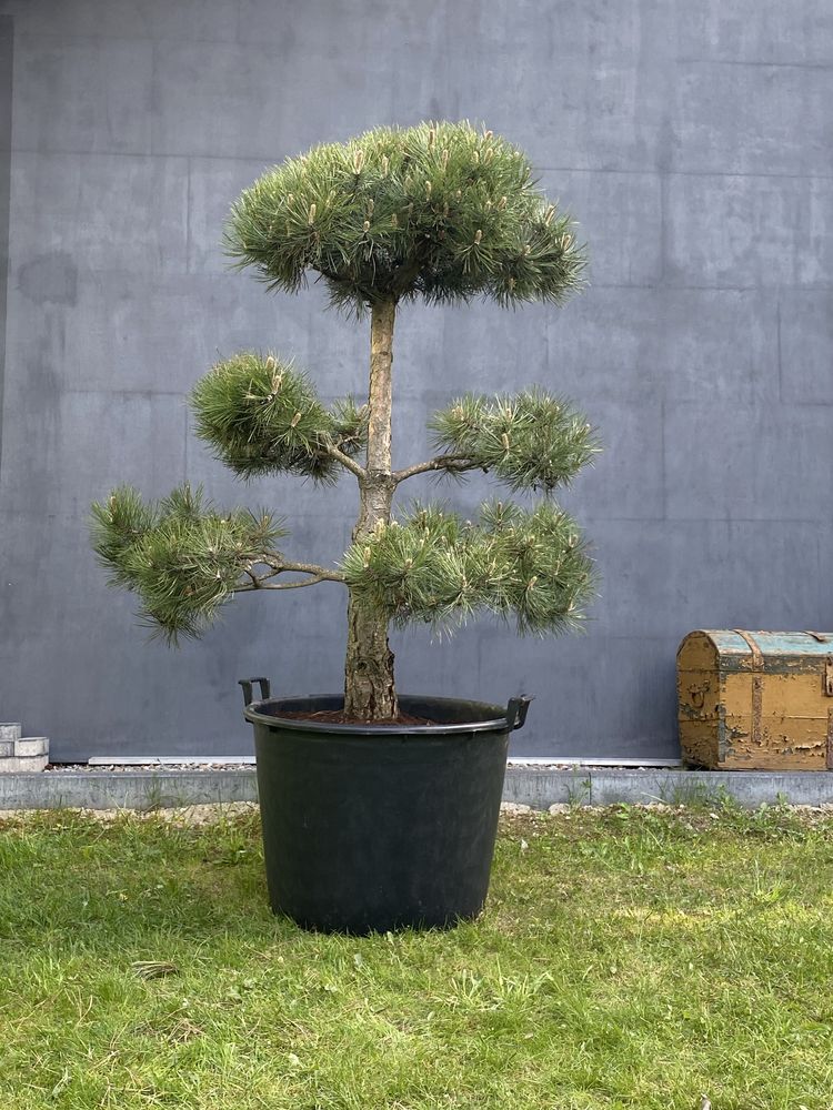 Sosna czarna formowana bonsai pinus nigra niwaki drzewo drzewko