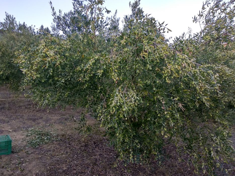 Terreno agrícola com olival 1ha Alenquer