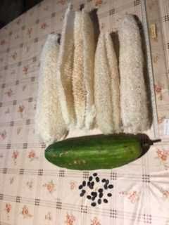 Sementes de Luffa (Esponja vegetal)