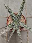 Aloes sprzedam ,