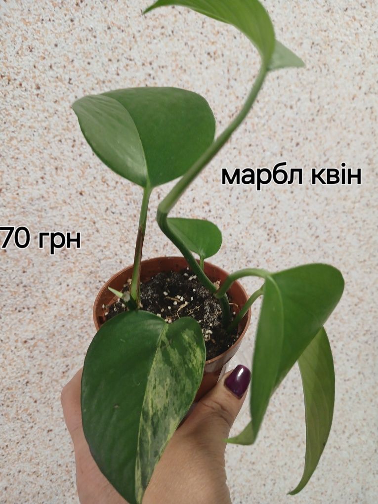 Продам свои цветы