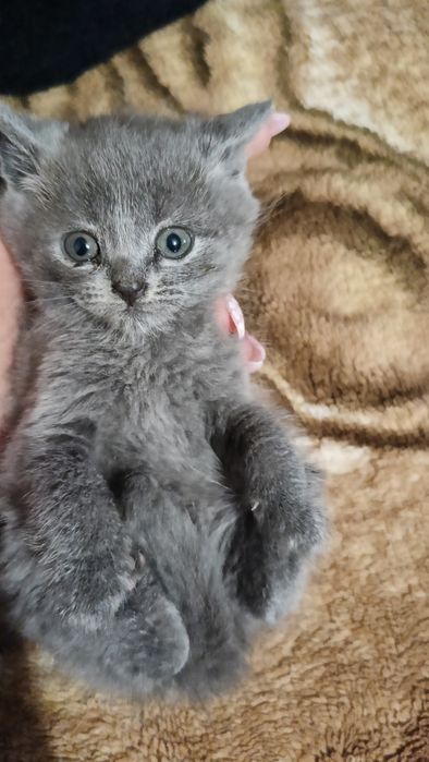 Девочка британская