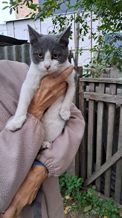 Котик хлопчик шукає дім та родину