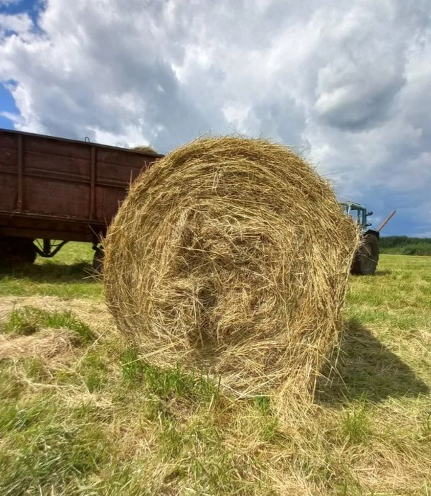 Продам сіно в рулонах