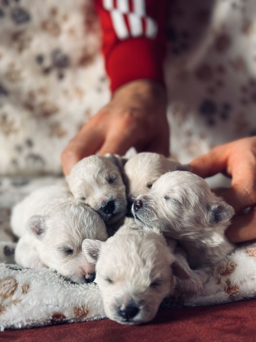 Bichon Frise szczenięta FCI – rezerwacje otwarte