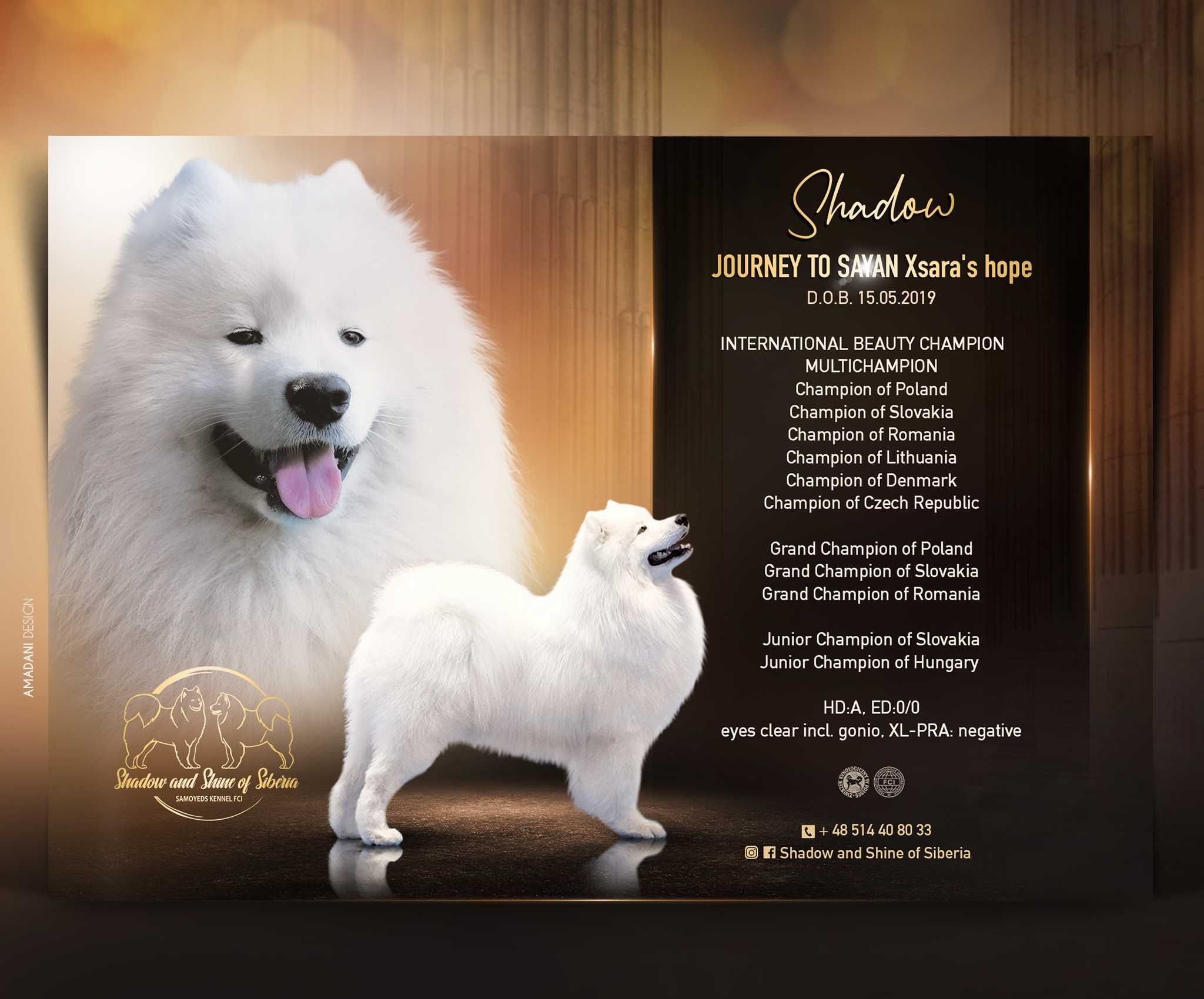 Samoyed reproduktor ZKwP stud dog FCI multichampion C.I.B