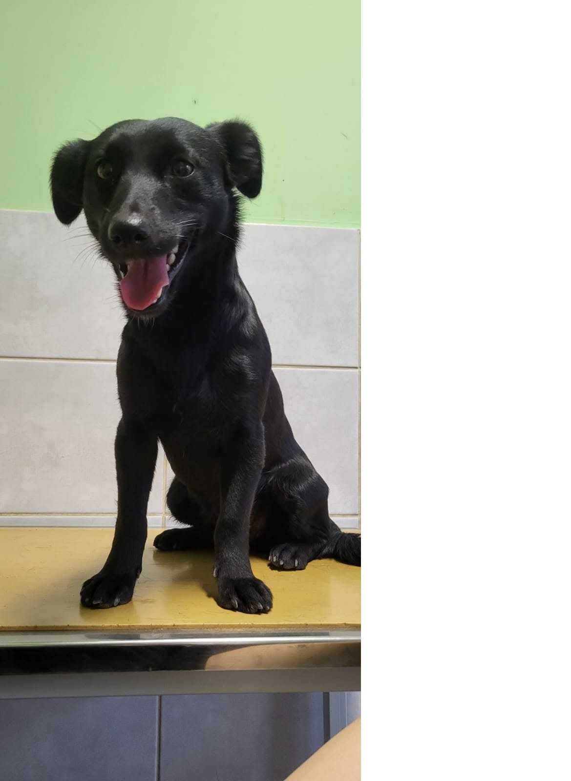 super pieski do adopcji