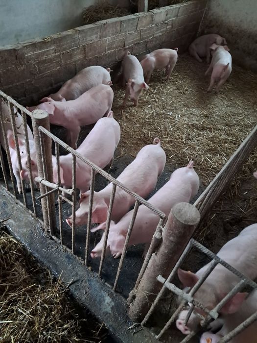 Prosięta z własnego gospodarswa