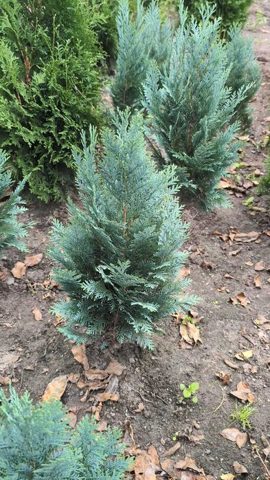 Ялівець Блю Ероу. Кипарис. ТУЯ МІККІ. Вічнозелені рослини. Туя Самшит