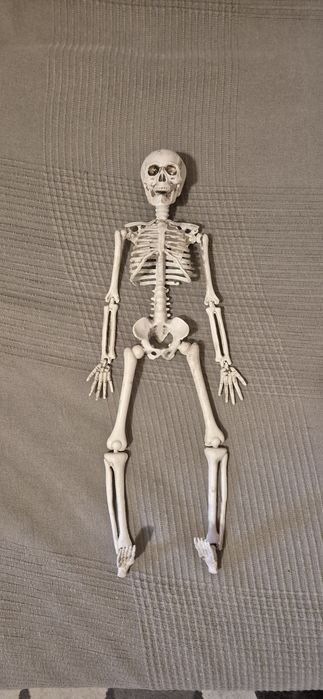 Esqueleto articulado - estrutura óssea humana
