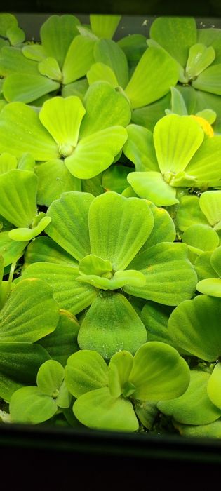 Planta de superfície para lagos/ aquários, Alface D'Água