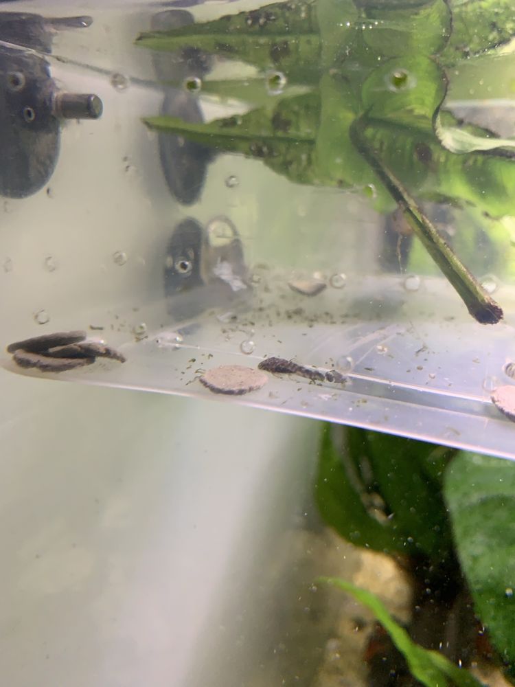 Ancistrus juvenis