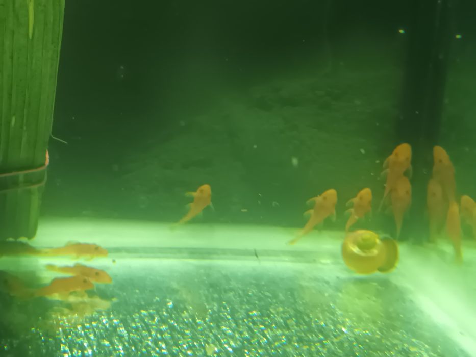 Молодые анциструс супер ред.гуппии красивые