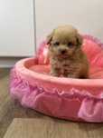 Pomapoo/ maltipoo suczka