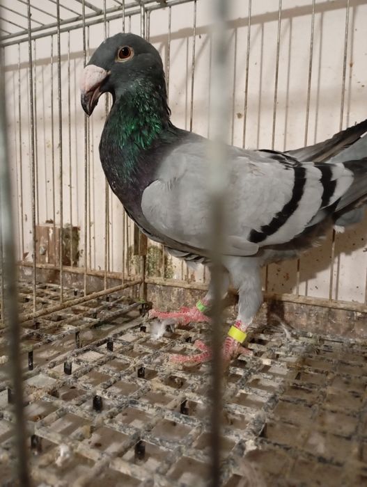 Rzeszowskie, Rzeszowski