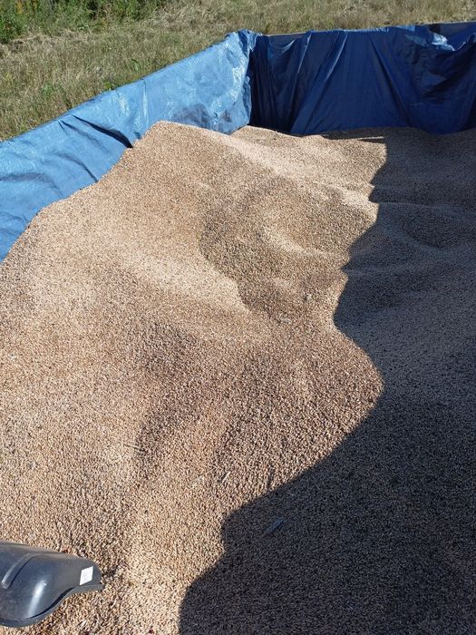 Sprzedam pszenżyto ozime 8 ton