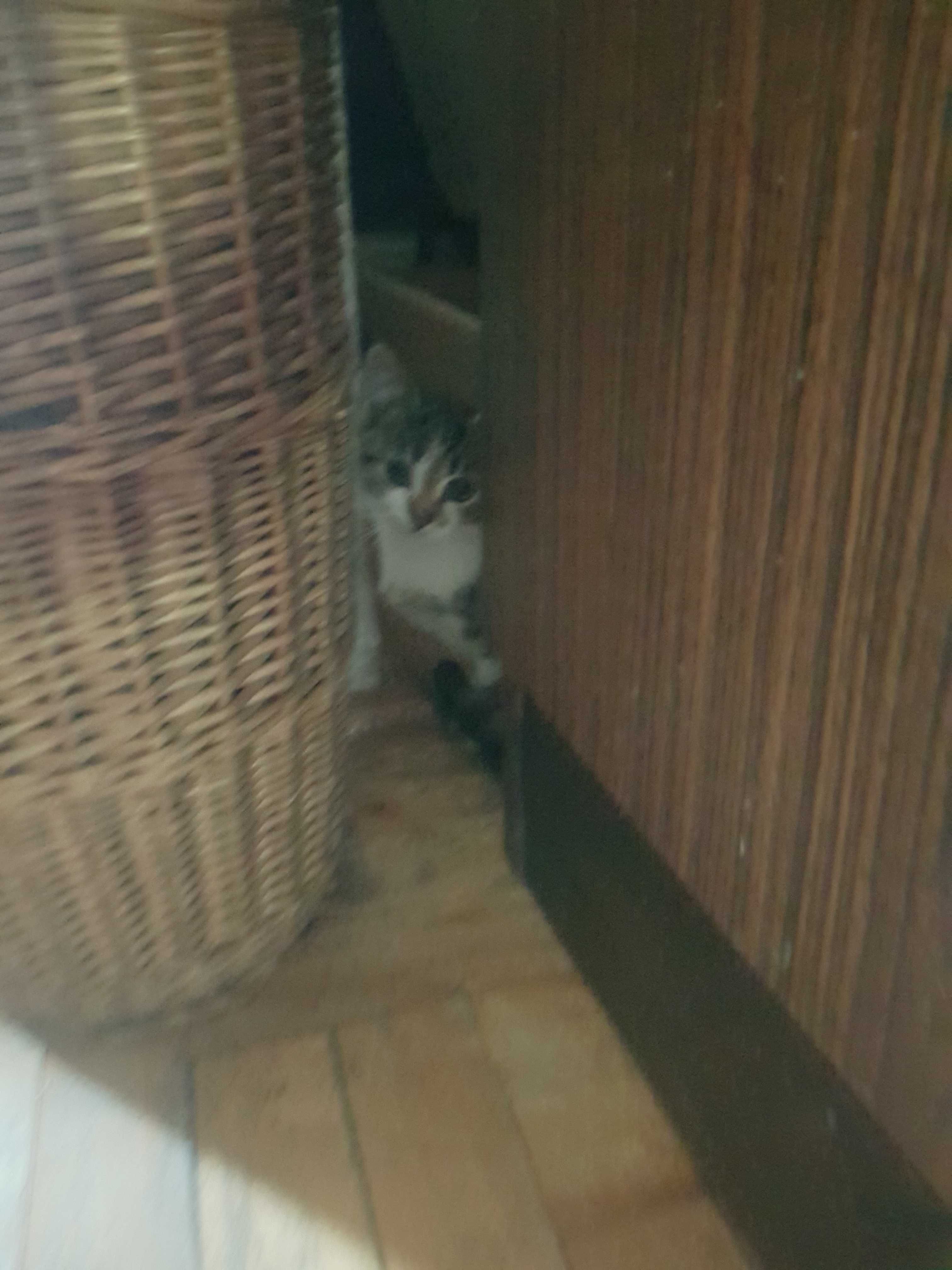 Oddam kotkę w dobre ręce
