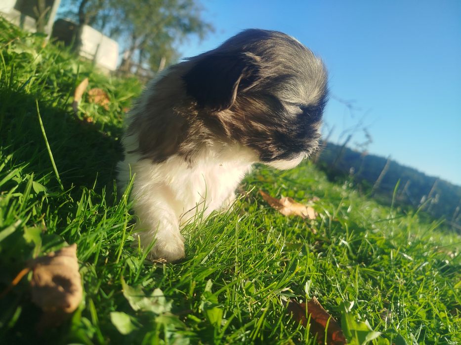Szczeniak shih tzu